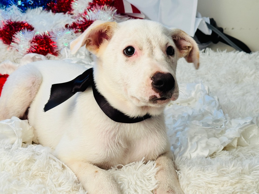 Snowy, an adoptable Labrador Retriever, Foxhound in Jacksonville, FL, 32225 | Photo Image 5