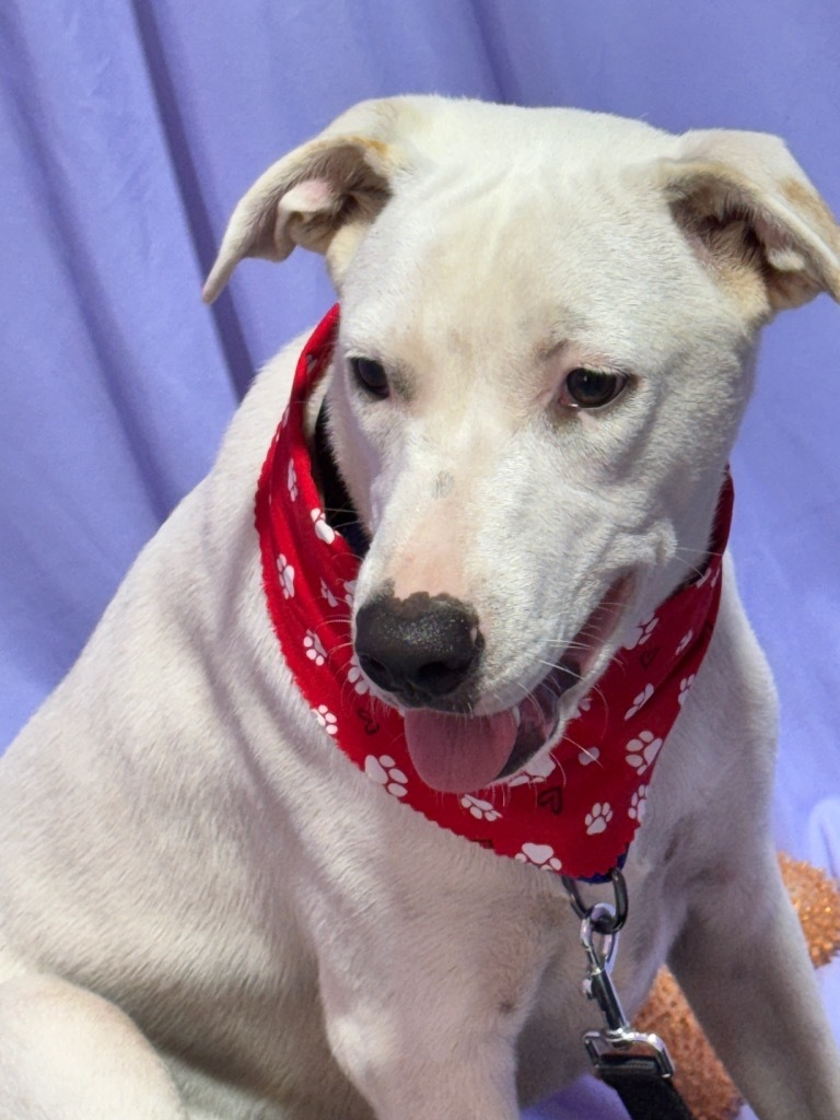 Snowy, an adoptable Labrador Retriever, Foxhound in Jacksonville, FL, 32225 | Photo Image 6