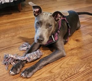 Hey there Im Wilfred and Im a handsome puppy with a unique grey and white coat Everyone says my