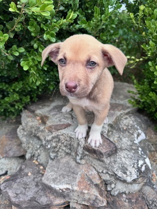 Tobias