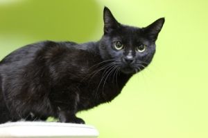 Hello Im Katie Im a bit of a wallflower but dont let that fool you My journey to the shelter