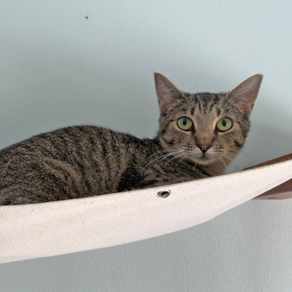 Meep, an adoptable Domestic Short Hair in Leander, TX, 78641 | Photo Image 1
