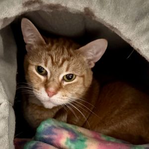 Pumpkin, Adult Female unknown