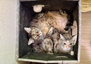 Chai, Senior Female Domestic Short Hair