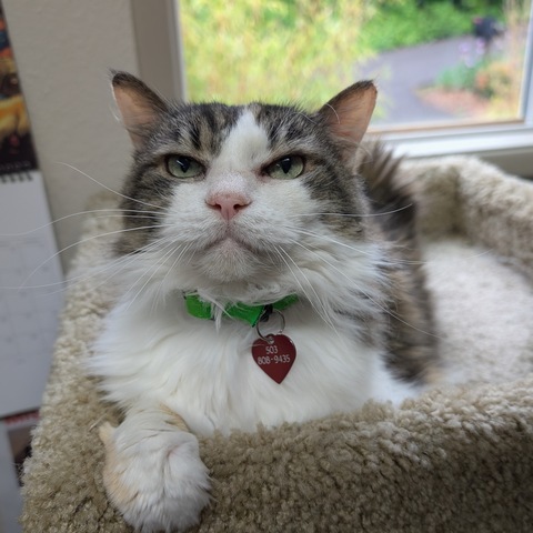 Phoebe