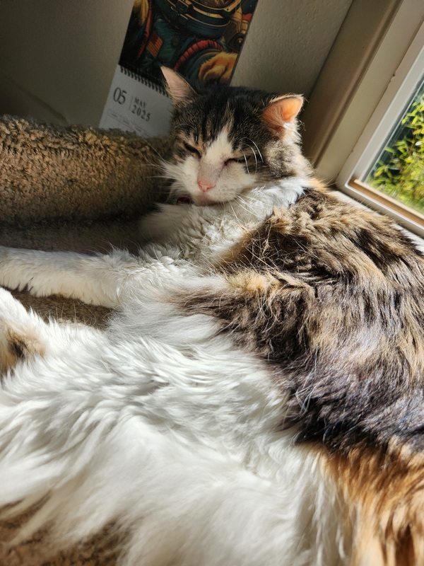Phoebe