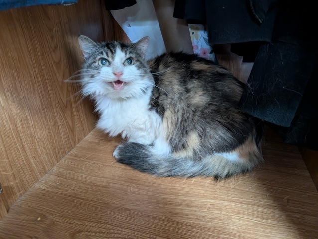 Phoebe