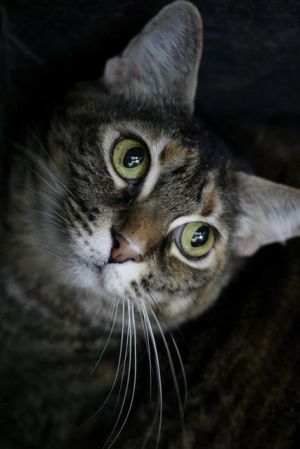 Paprika, Senior Female unknown
