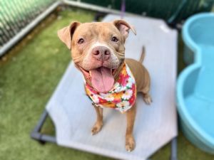 Rosie, Adult Female Mixed Breed