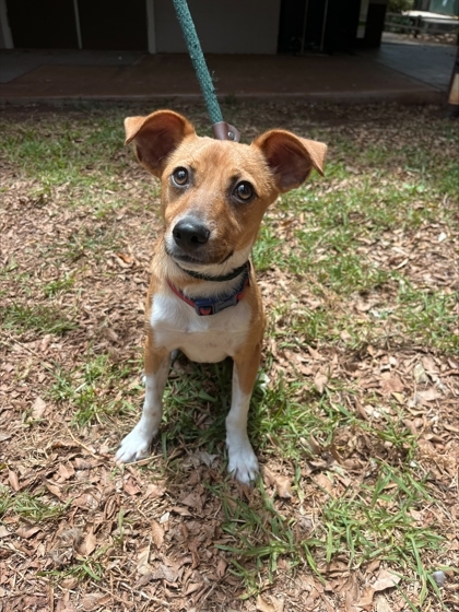 Zander, an adoptable Terrier, Mixed Breed in Honolulu, HI, 96826 | Photo Image 1
