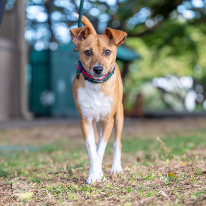 Zander, an adoptable Terrier, Mixed Breed in Honolulu, HI, 96826 | Photo Image 1