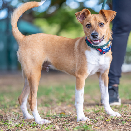 Zander, an adoptable Terrier, Mixed Breed in Honolulu, HI, 96826 | Photo Image 2