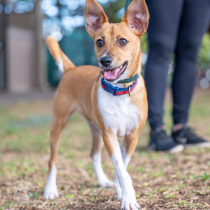 Zander, an adoptable Terrier, Mixed Breed in Honolulu, HI, 96826 | Photo Image 3