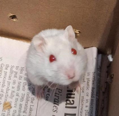Minnie