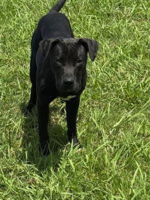 Kane, Young Male Terrier