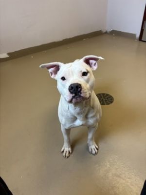 Cookie, Adult Female Terrier