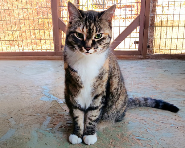 Tortie Girl