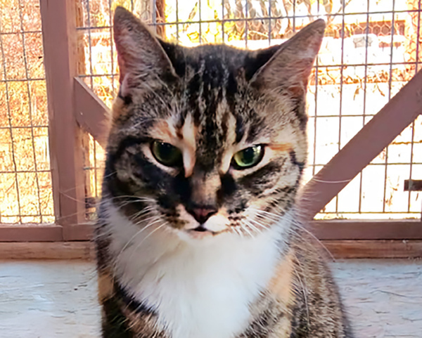 Tortie Girl