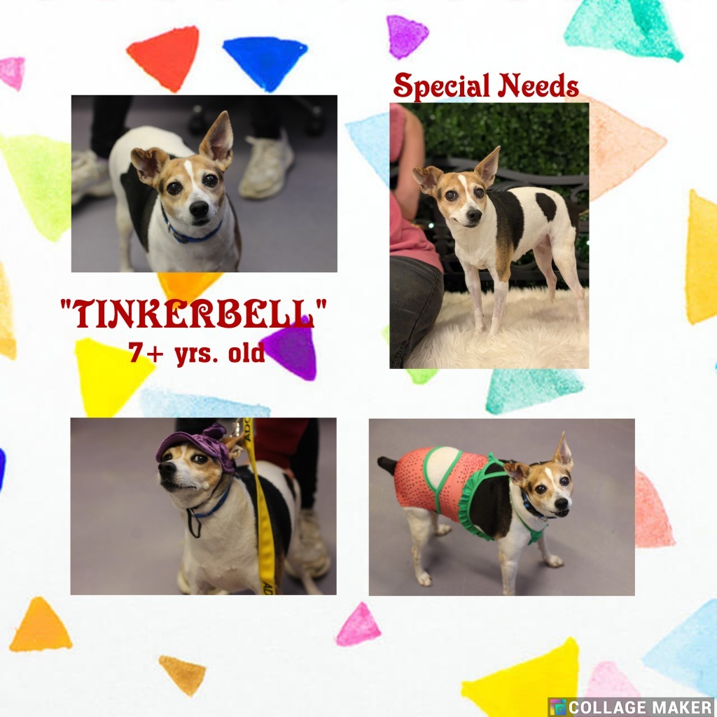 Tinkerbelle (special needs)