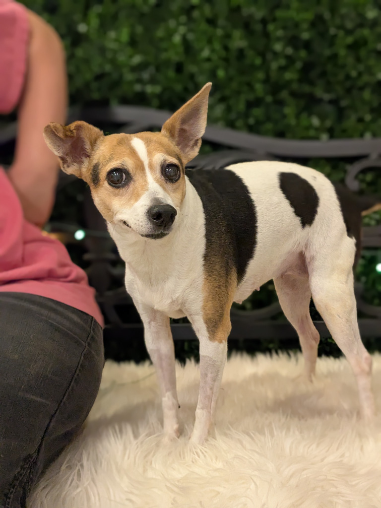 Tinkerbelle (special needs)