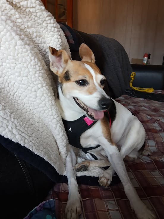 Tinkerbelle (special needs)