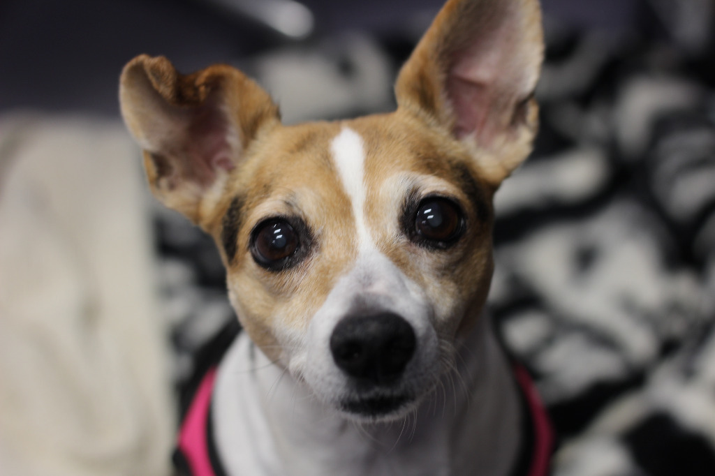 Tinkerbelle (special needs)