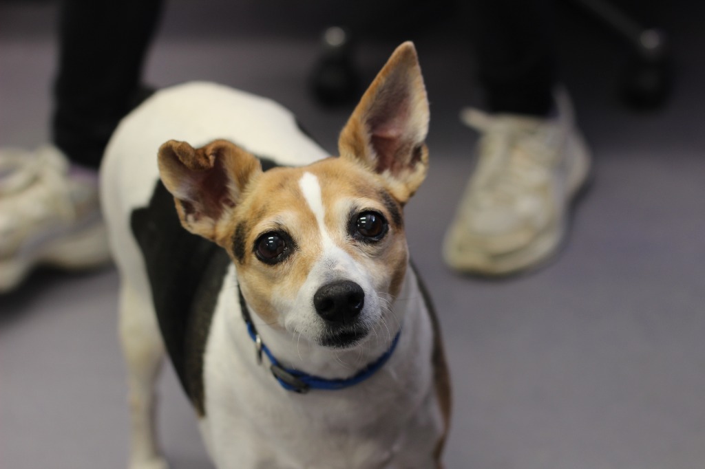 Tinkerbelle (special needs)