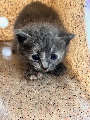 Chamaeleon thumbnail 1