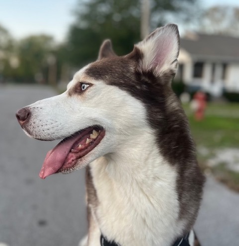 Darwin