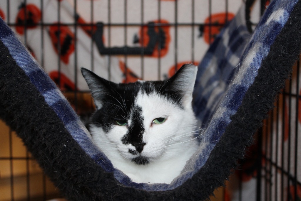 Oreo, an adoptable Domestic Short Hair in Hutchinson, MN, 55350 | Photo Image 2