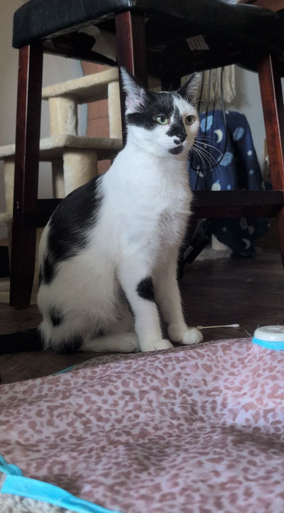 Oreo, an adoptable Domestic Short Hair in Hutchinson, MN, 55350 | Photo Image 3