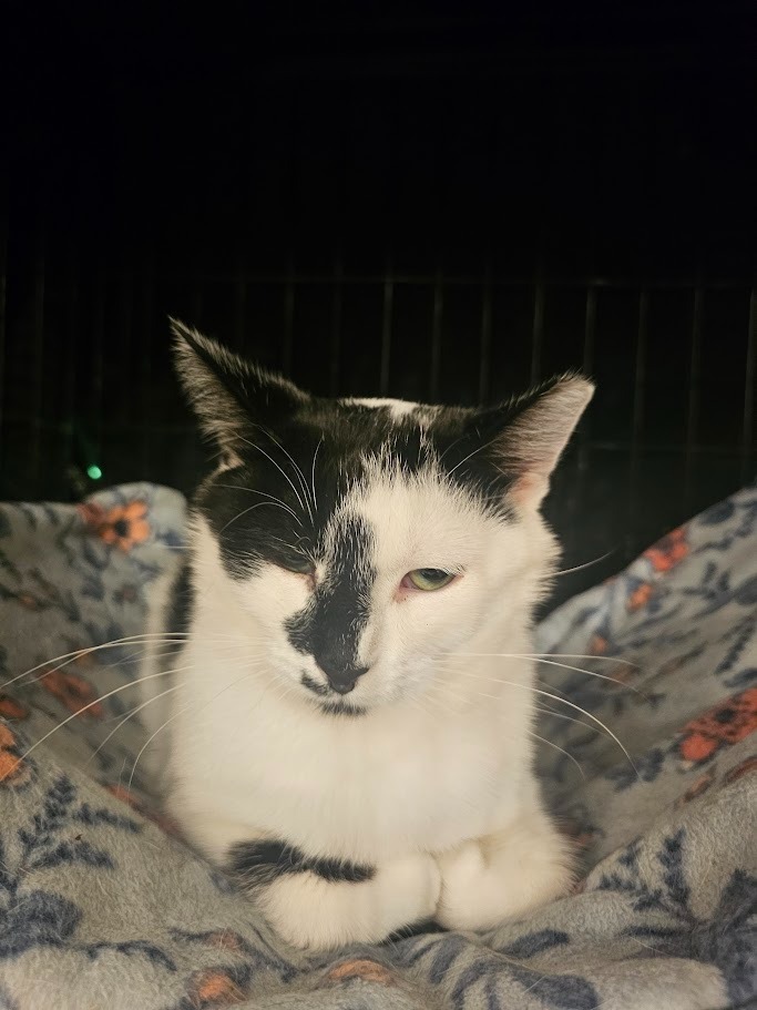 Oreo, an adoptable Domestic Short Hair in Hutchinson, MN, 55350 | Photo Image 4