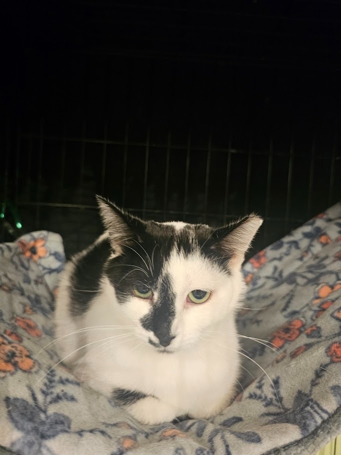 Oreo, an adoptable Domestic Short Hair in Hutchinson, MN, 55350 | Photo Image 5