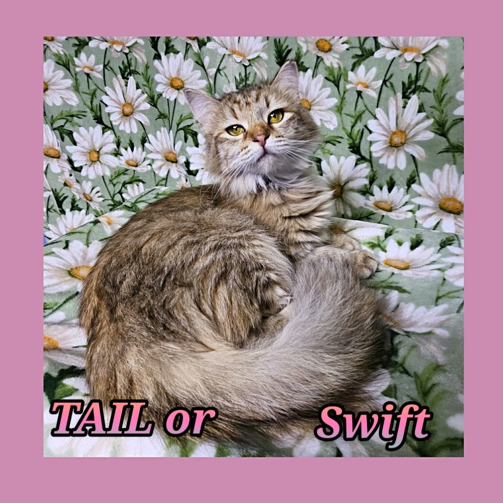 TAILor Swift