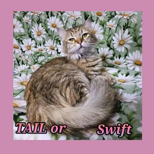 TAILor Swift, Young Female Domestic Long Hair
