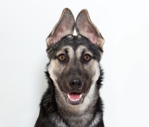 Hi there My name is Boo Boo and Im a 7-month-old German Shepherd ready to steal your heart Im o