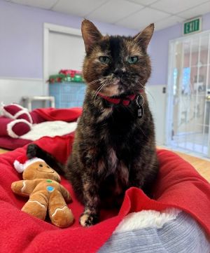 Hi my name is Minnie Im a sweet and affectionate no nonsense kitty who loves