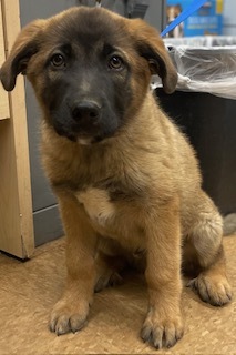 Apollo