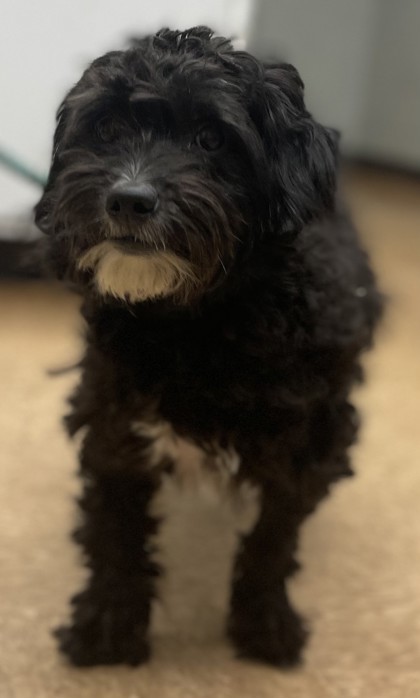 Cooper