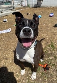 Jasper, Adult Male Pit Bull Terrier
