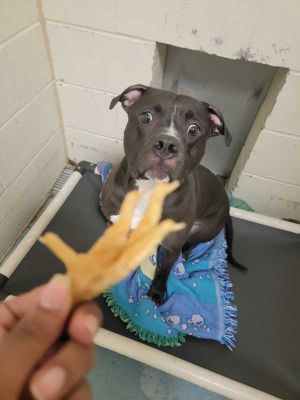 Stevie Irwin, Adult Female Pit Bull Terrier