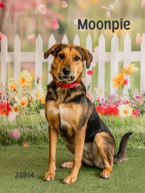 Say hello to Moonpie This sweet 2-year-old Hound mix is a sweetheart Medium-sized and friendly sh