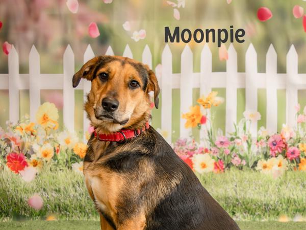 Moonpie