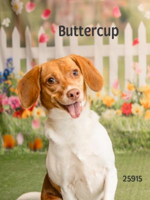 Meet Buttercup This adorable 3-year-old Beagle mix is as sweet as her name Shes friendly walks w