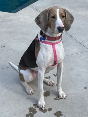 Truly, Adult Female Treeing Walker Coonhound