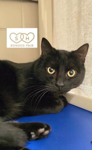 What my friends at Seattle Humane say about me Im a little shy at first but Im ready to find