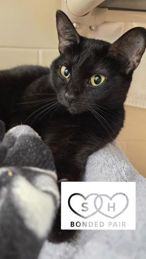 What my friends at Seattle Humane say about me Im a little shy at first but Im opening up Im
