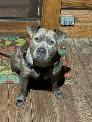 Gibson is the ultimate lovebug Calm affectionate and always looking for snuggles his dream is to