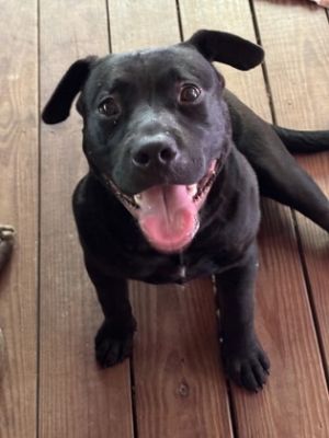 Wallie is a smart spunky and playful pup with a huge heart and a big personality Hes always read