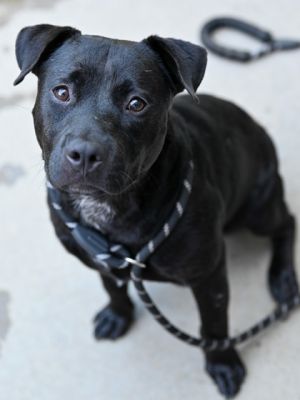 Wallie is a smart spunky and playful pup with a huge heart and a big personality Hes always read